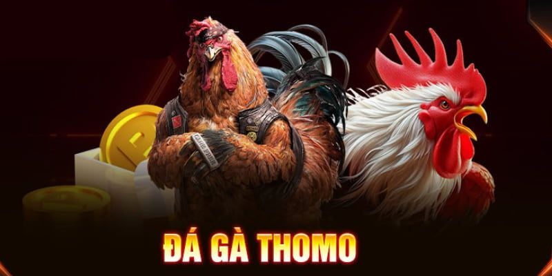 Đá gà Thomo là hình thức thi đấu giữa hai chiến kê nổi bật