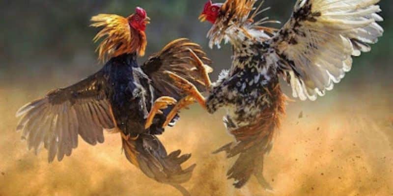 Đường truyền trực tiếp đá gà có chất lượng hình ảnh sắc sảo, âm thanh sinh động